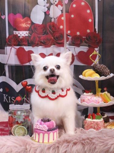 20250218シロくん